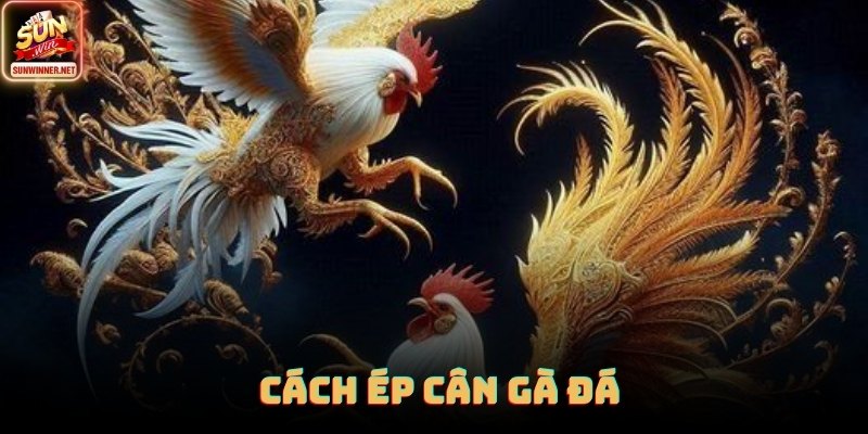 Cách Ép Cân Gà Đá - Hướng Dẫn Chi Tiết Từ Sunwin Cách Ép Cân Gà Đá - Hướng Dẫn Chi Tiết Từ Sunwin