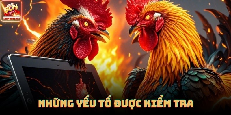 Chiến kê phải tìm hiểu thật kĩ về các cách ép cân gà đá