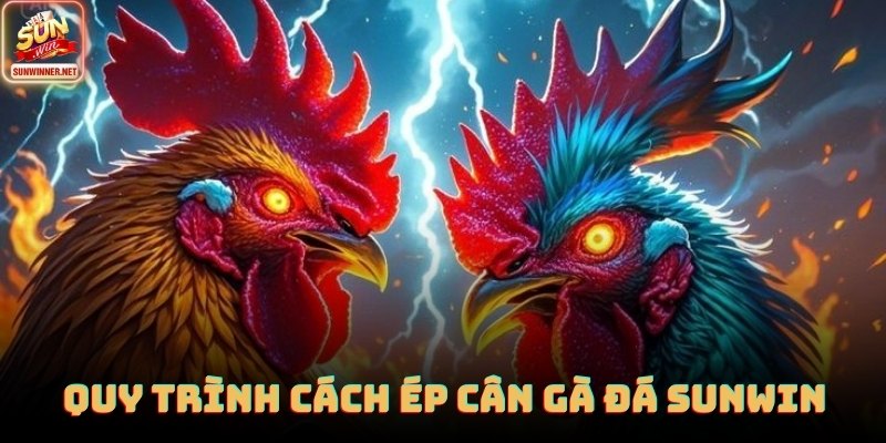 Cách Ép Cân Gà Đá tại SUNWIN được truyền tải rõ ràng qua nhiều góc quay