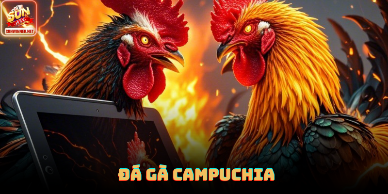 Đá Gà Campuchia: Trường Gà Hợp Pháp Với Quy Mô Lớn Tại Sunwin Đá gà campuchia