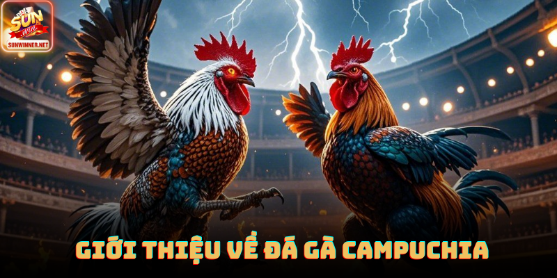 Đá Gà Campuchia: Trường Gà Hợp Pháp Với Quy Mô Lớn Tại Sunwin Trường gà Campuchia với sới thi đấu rộng và chuyên nghiệp