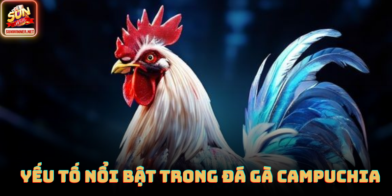Đá Gà Campuchia: Trường Gà Hợp Pháp Với Quy Mô Lớn Tại Sunwin Chiến kê Campuchia chuẩn bị trước giờ thi đấu với HLV chuyên nghiệp