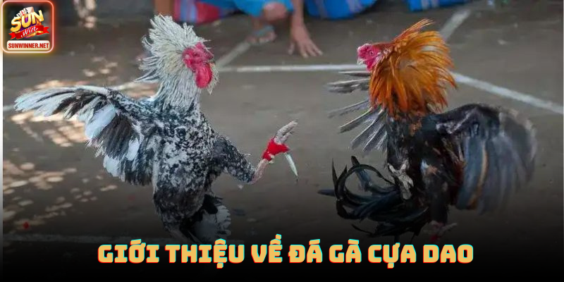 Chiến kê trang bị cựa dao đứng vào vị trí chuẩn bị thi đấu