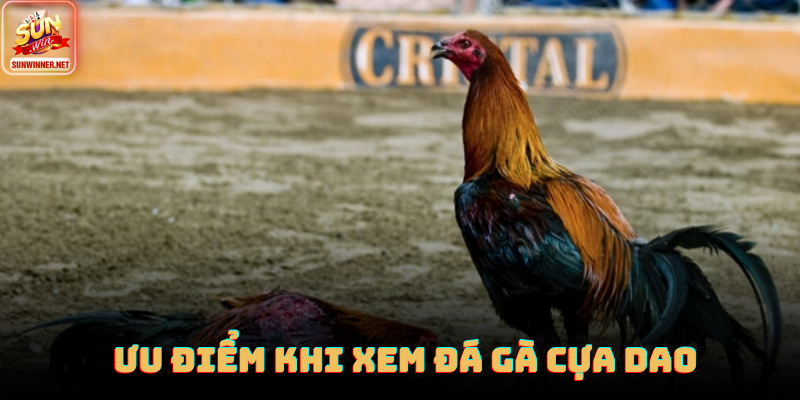 Giao diện phát sóng đá gà HD tại Sunwin với độ nét cao