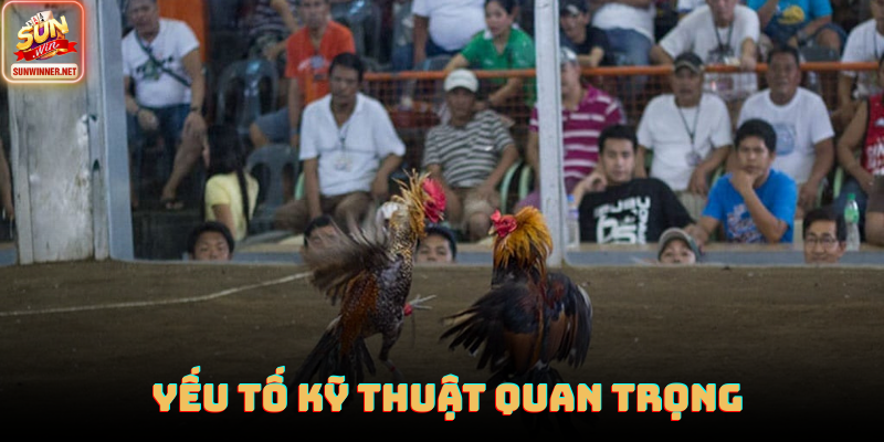Huấn luyện viên đang cân chỉnh cựa dao và kiểm tra thể lực chiến kê